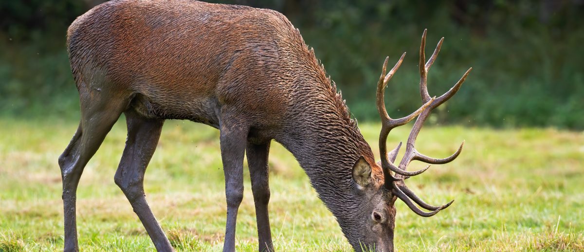 cerf